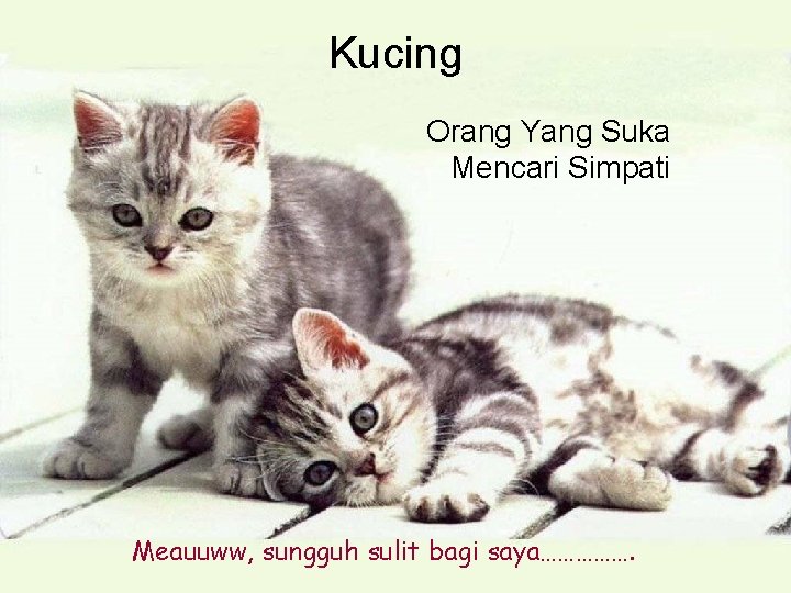 Kucing Orang Yang Suka Mencari Simpati Meauuww, sungguh sulit bagi saya……………. 