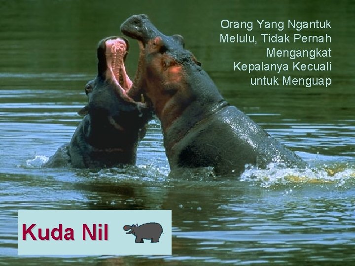 Orang Yang Ngantuk Melulu, Tidak Pernah Mengangkat Kepalanya Kecuali untuk Menguap Kuda Nil 