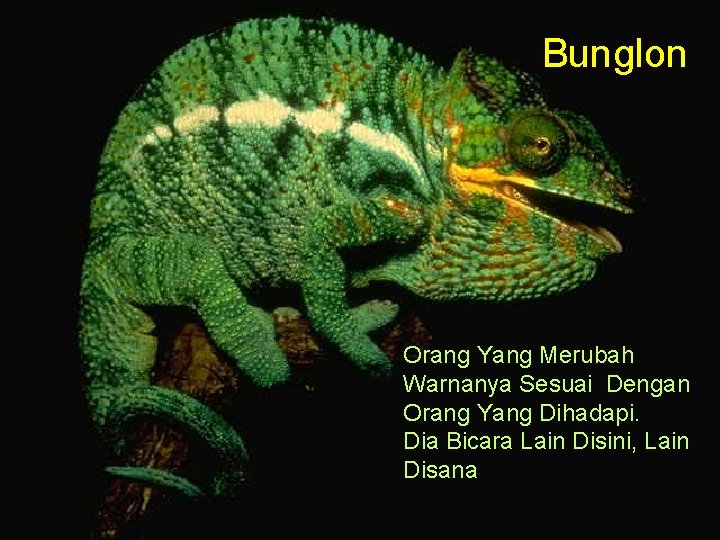 Bunglon Orang Yang Merubah Warnanya Sesuai Dengan Orang Yang Dihadapi. Dia Bicara Lain Disini,