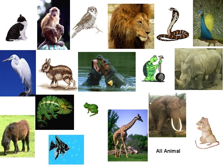 All Animal 