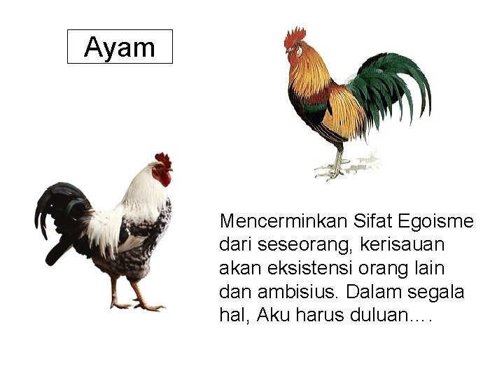 Ayam Mencerminkan Sifat Egoisme dari seseorang, kerisauan akan eksistensi orang lain dan ambisius. Dalam