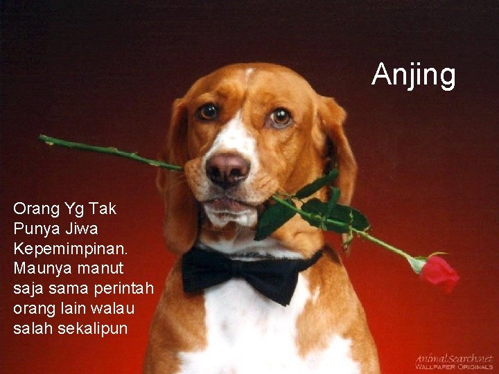 Anjing Orang Yg Tak Punya Jiwa Kepemimpinan. Maunya manut saja sama perintah orang lain