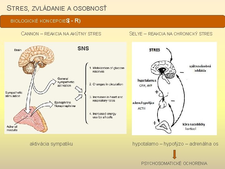 STRES, ZVLÁDANIE A OSOBNOSŤ BIOLOGICKÉ KONCEPCIES - R) ( CANNON – REAKCIA NA AKÚTNY