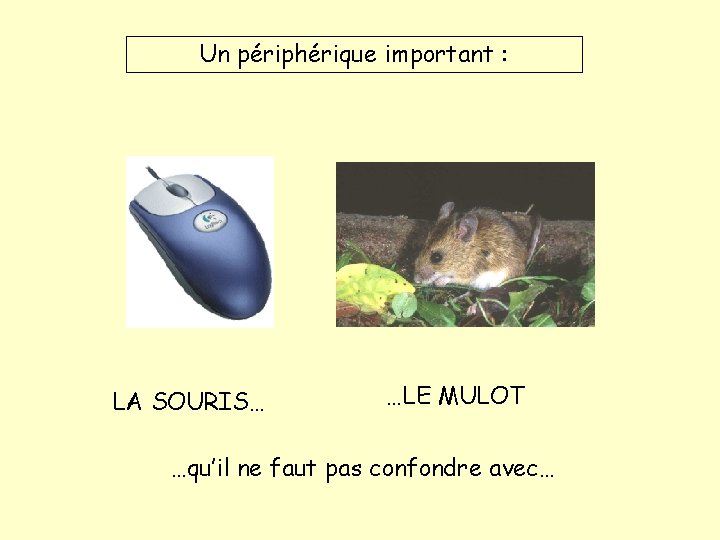 Un périphérique important : LA SOURIS… …LE MULOT …qu’il ne faut pas confondre avec…