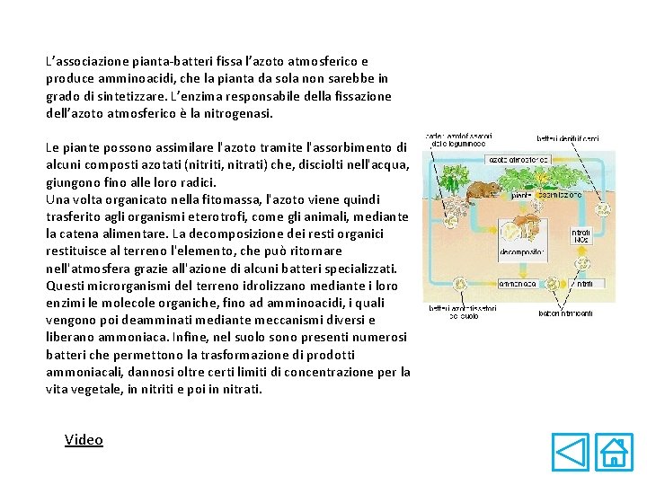 L’associazione pianta-batteri fissa l’azoto atmosferico e produce amminoacidi, che la pianta da sola non