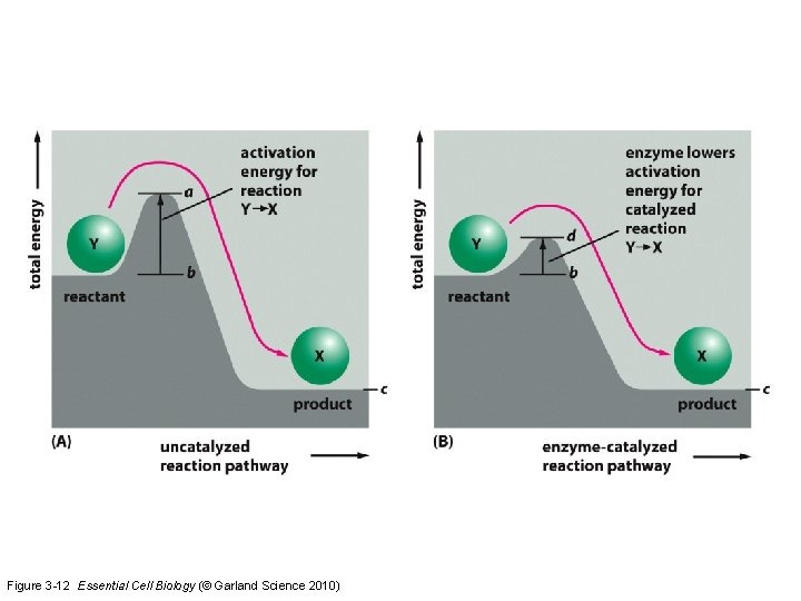 Figure 3 -12 Essential Cell Biology (© Garland Science 2010) 