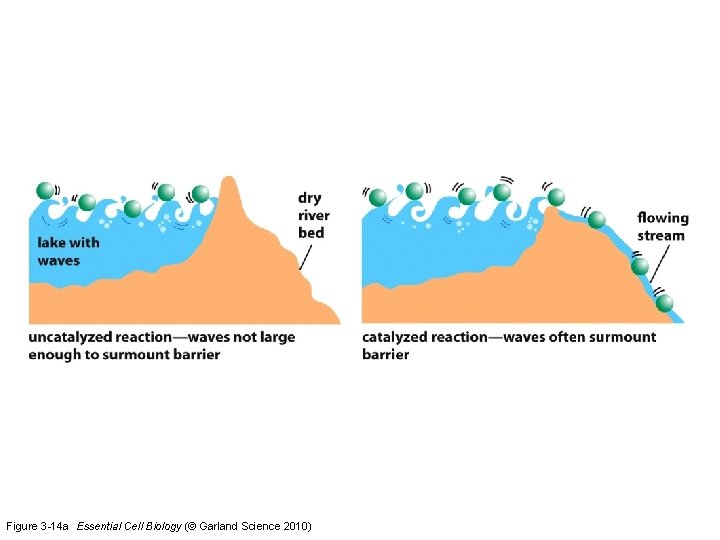 Figure 3 -14 a Essential Cell Biology (© Garland Science 2010) 