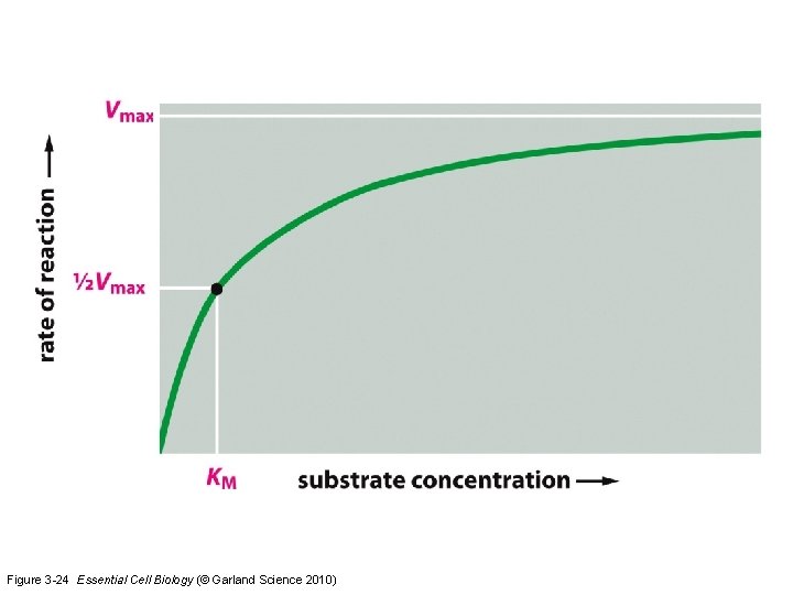 Figure 3 -24 Essential Cell Biology (© Garland Science 2010) 