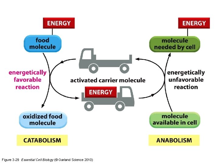 Figure 3 -29 Essential Cell Biology (© Garland Science 2010) 