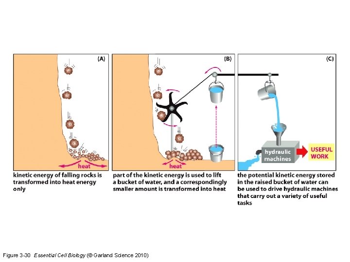 Figure 3 -30 Essential Cell Biology (© Garland Science 2010) 