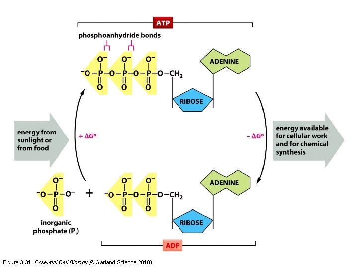 Figure 3 -31 Essential Cell Biology (© Garland Science 2010) 