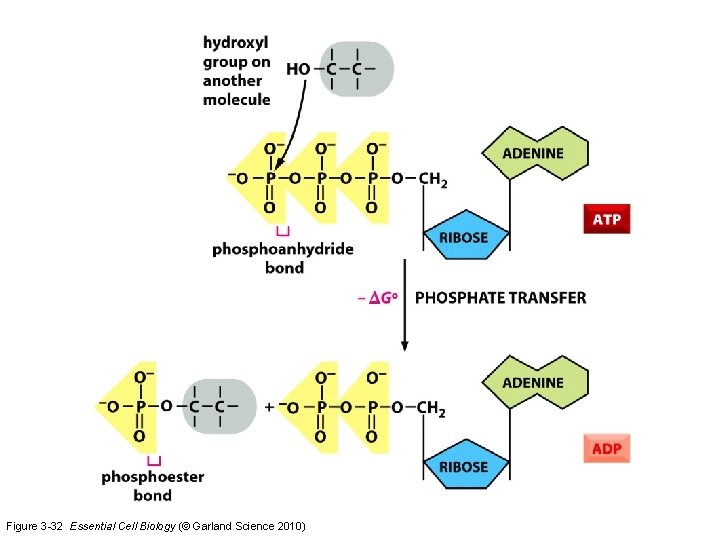 Figure 3 -32 Essential Cell Biology (© Garland Science 2010) 