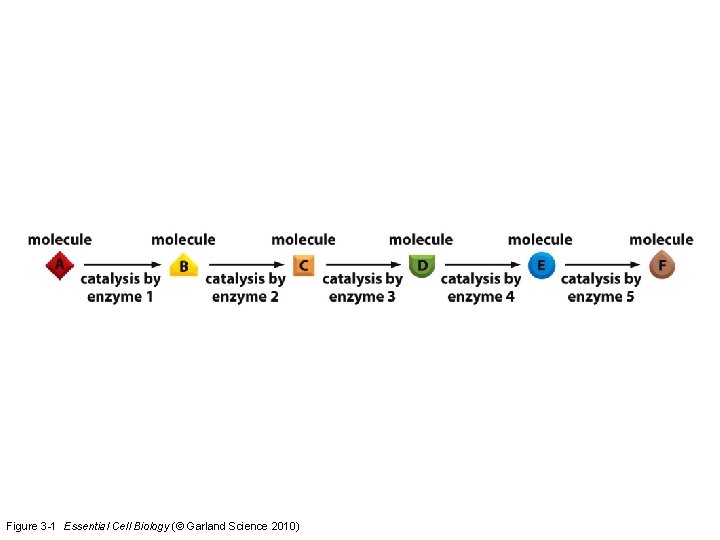 Figure 3 -1 Essential Cell Biology (© Garland Science 2010) 