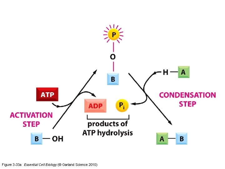 Figure 3 -33 a Essential Cell Biology (© Garland Science 2010) 