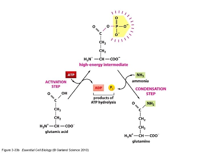 Figure 3 -33 b Essential Cell Biology (© Garland Science 2010) 