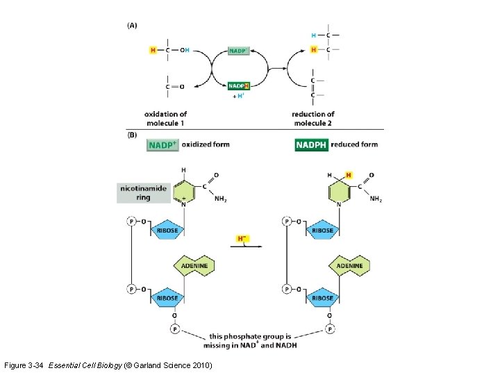 Figure 3 -34 Essential Cell Biology (© Garland Science 2010) 