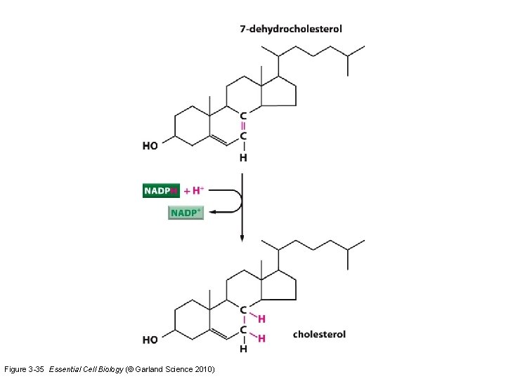 Figure 3 -35 Essential Cell Biology (© Garland Science 2010) 