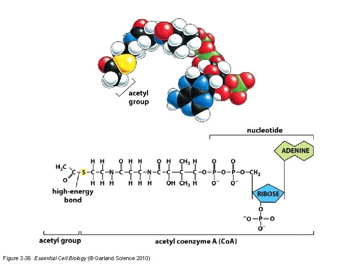 Figure 3 -36 Essential Cell Biology (© Garland Science 2010) 