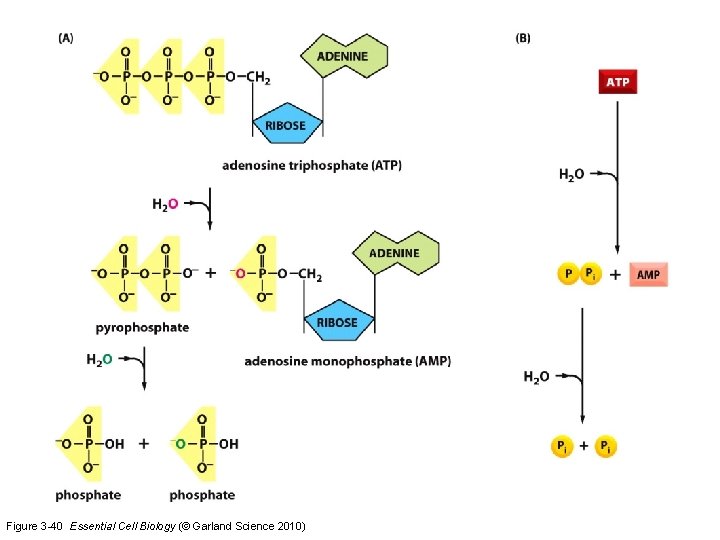 Figure 3 -40 Essential Cell Biology (© Garland Science 2010) 