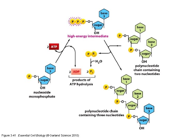 Figure 3 -41 Essential Cell Biology (© Garland Science 2010) 