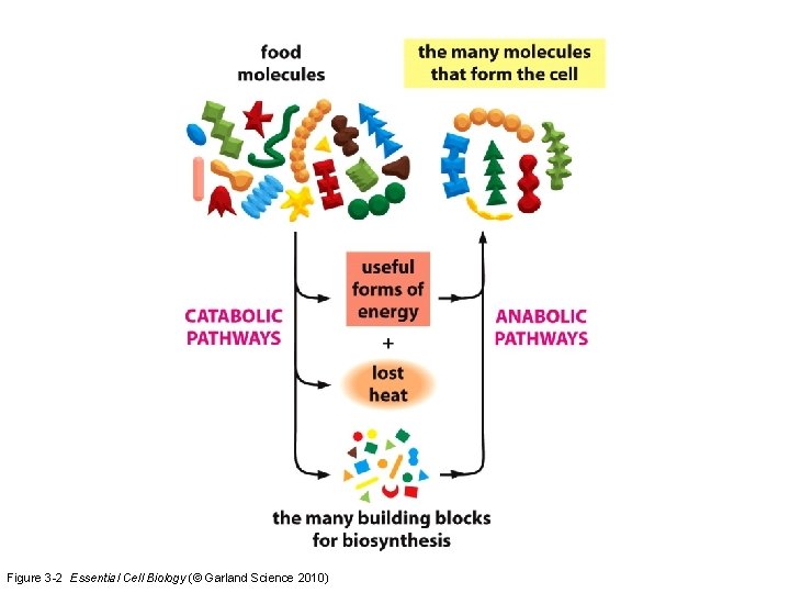 Figure 3 -2 Essential Cell Biology (© Garland Science 2010) 