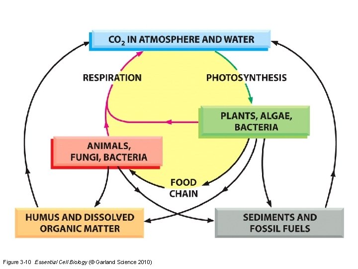 Figure 3 -10 Essential Cell Biology (© Garland Science 2010) 