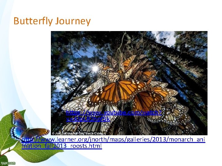 Butterfly Journey https: //www. youtube. com/watch? v=6 Jp. LR 2 hpf. Sk • http: