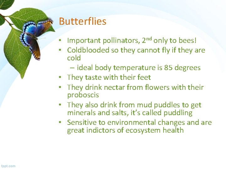 Butterflies • Important pollinators, 2 nd only to bees! • Coldblooded so they cannot