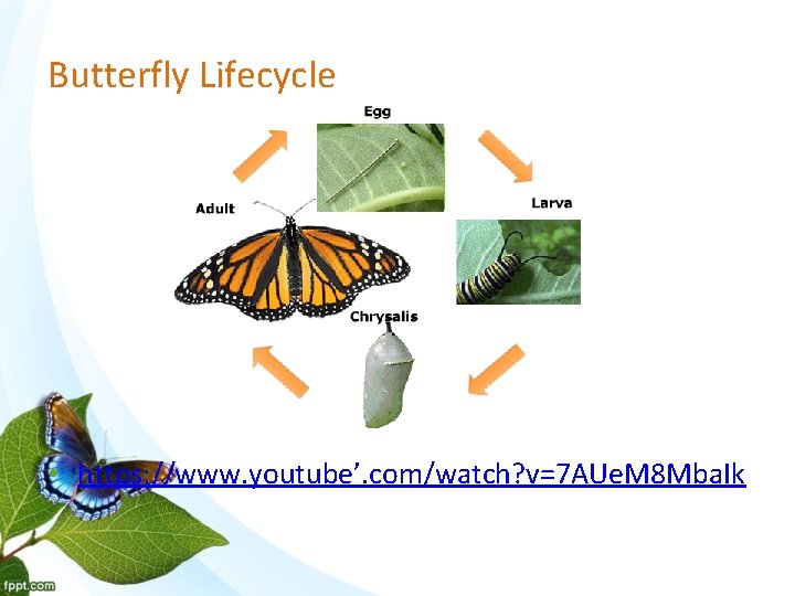 Butterfly Lifecycle • https: //www. youtube’. com/watch? v=7 AUe. M 8 Mba. Ik 