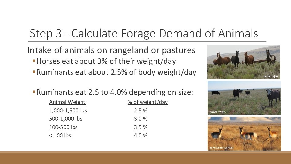 Step 3 - Calculate Forage Demand of Animals Intake of animals on rangeland or