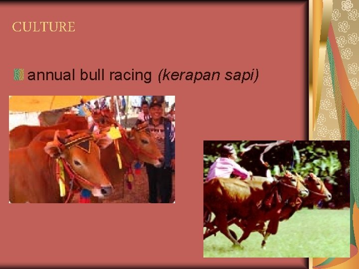 CULTURE annual bull racing (kerapan sapi) 