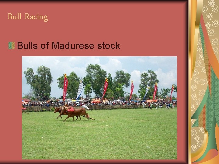 Bull Racing Bulls of Madurese stock 