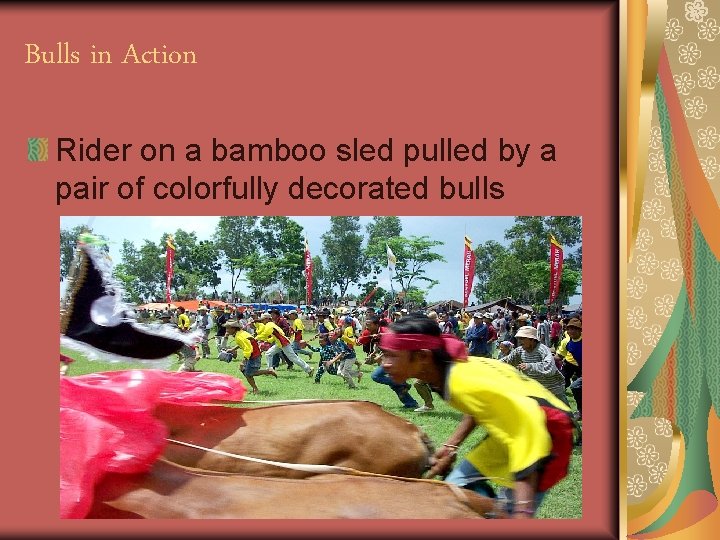 Bulls in Action Rider on a bamboo sled pulled by a pair of colorfully