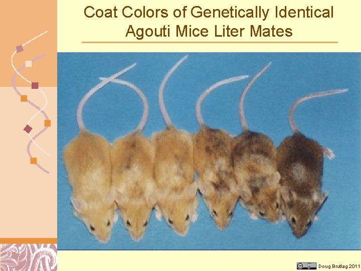 Coat Colors of Genetically Identical Agouti Mice Liter Mates Doug Brutlag 2011 