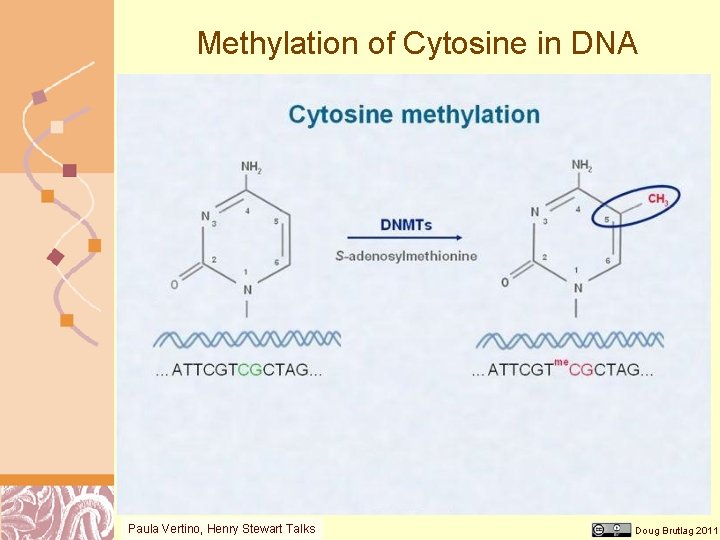 Methylation of Cytosine in DNA Paula Vertino, Henry Stewart Talks Doug Brutlag 2011 