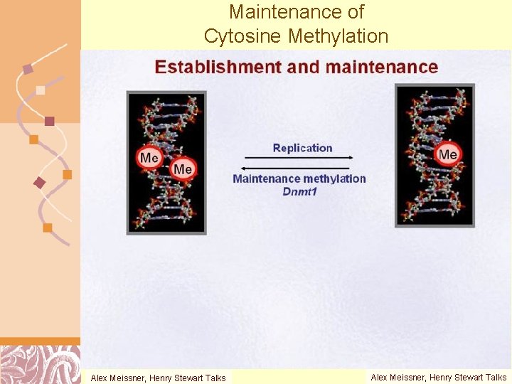 Maintenance of Cytosine Methylation Alex Meissner, Henry Stewart Talks Brutlag 2011 Alex Meissner, Henry.