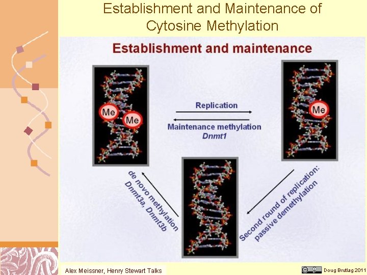 Establishment and Maintenance of Cytosine Methylation Alex Meissner, Henry Stewart Talks Doug Brutlag 2011