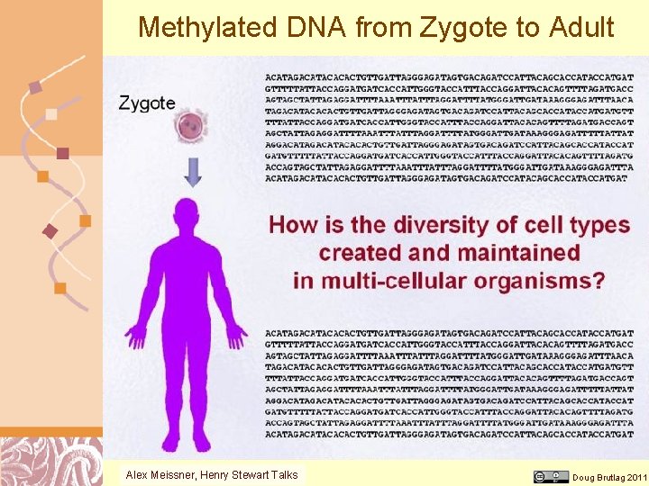 Methylated DNA from Zygote to Adult Alex Meissner, Henry Stewart Talks Doug Brutlag 2011