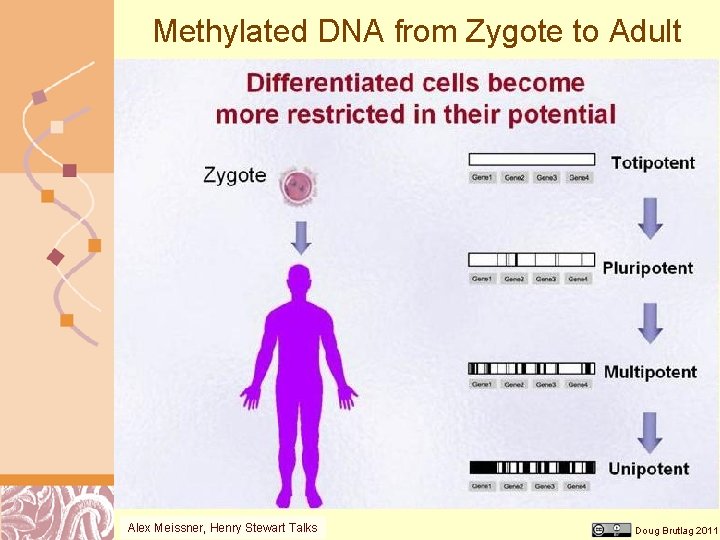 Methylated DNA from Zygote to Adult Alex Meissner, Henry Stewart Talks Doug Brutlag 2011