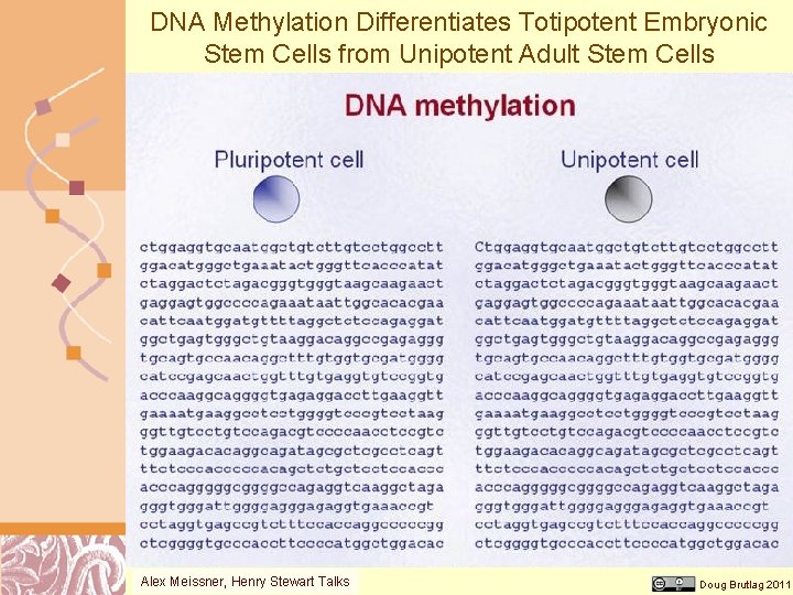 DNA Methylation Differentiates Totipotent Embryonic Stem Cells from Unipotent Adult Stem Cells Alex Meissner,