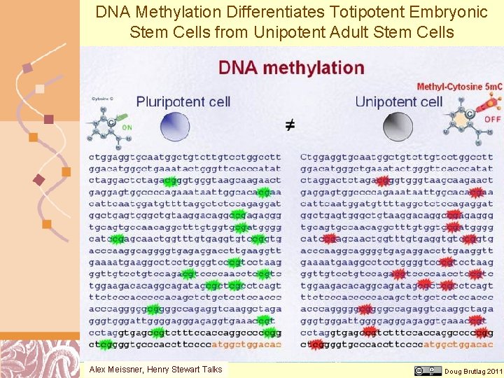 DNA Methylation Differentiates Totipotent Embryonic Stem Cells from Unipotent Adult Stem Cells Alex Meissner,