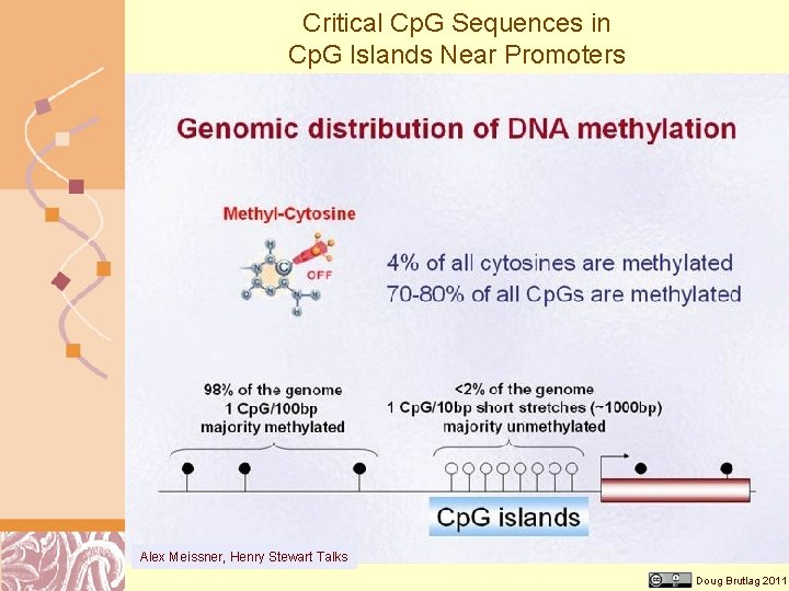 Critical Cp. G Sequences in Cp. G Islands Near Promoters Alex Meissner, Henry Stewart