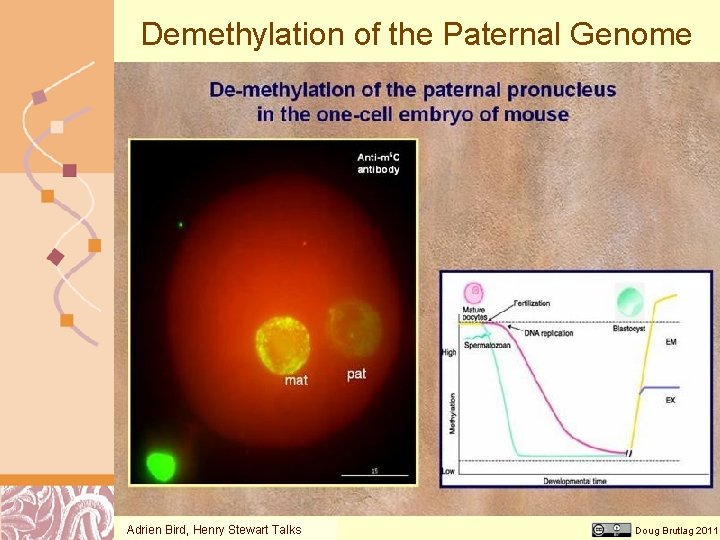 Demethylation of the Paternal Genome Adrien Bird, Henry Stewart Talks Doug Brutlag 2011 