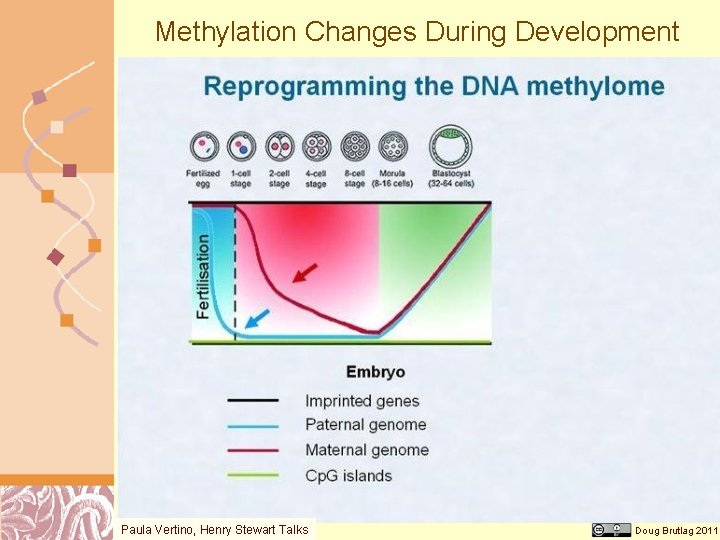 Methylation Changes During Development Paula Vertino, Henry Stewart Talks Doug Brutlag 2011 