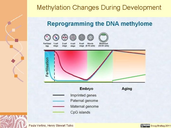 Methylation Changes During Development Paula Vertino, Henry Stewart Talks Doug Brutlag 2011 