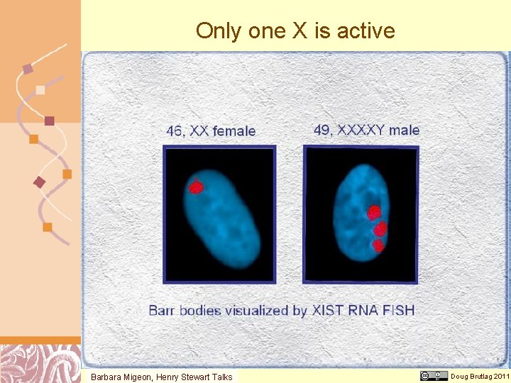 Only one X is active Barbara Migeon, Henry Stewart Talks Doug Brutlag 2011 