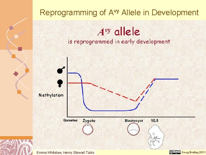 Reprogramming of Avy Allele in Development Emma Whitelaw, Henry Stewart Talks Doug Brutlag 2011