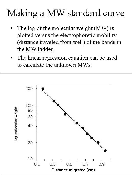 Making a MW standard curve • The log of the molecular weight (MW) is