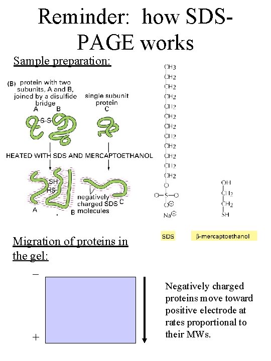 Reminder: how SDSPAGE works Sample preparation: Migration of proteins in the gel: _ +