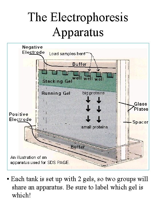 The Electrophoresis Apparatus • Each tank is set up with 2 gels, so two